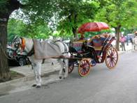 Corfu horse carriage